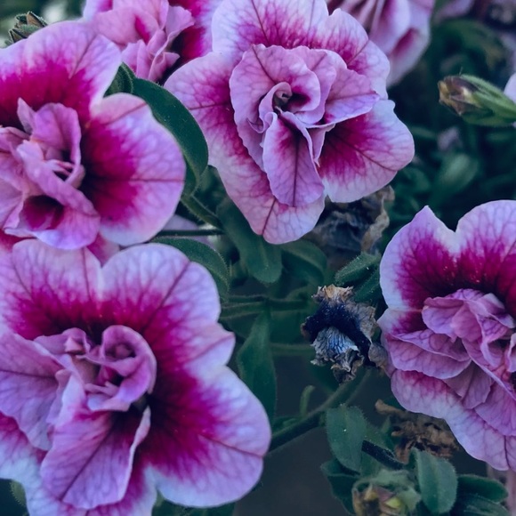 Meet your Posher, Rebecca - Picture 1 of 1